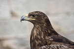 Bird of Prey 23 by Random-Acts-Stock