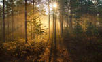 Morning Lights by DeingeL