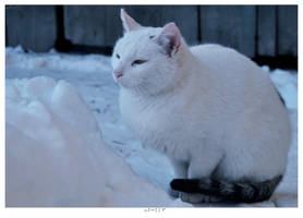 Winter Cat by idjet96