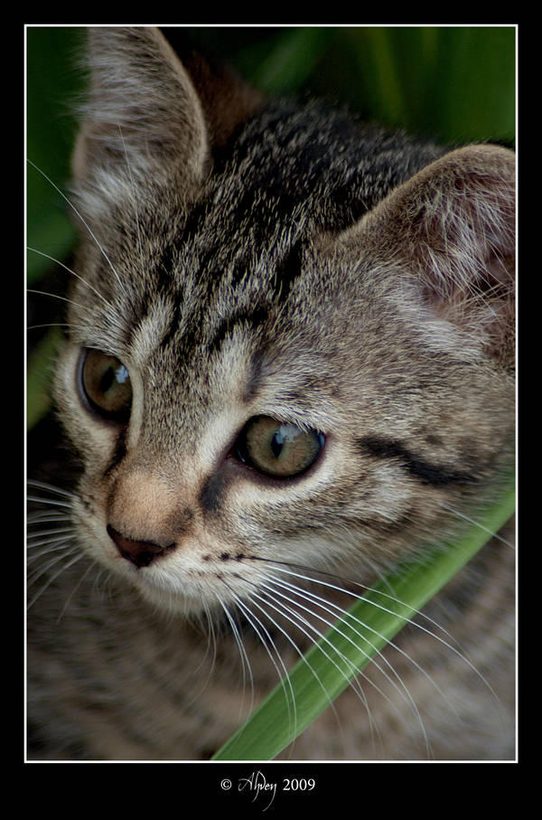 Thoughtful by draculyan