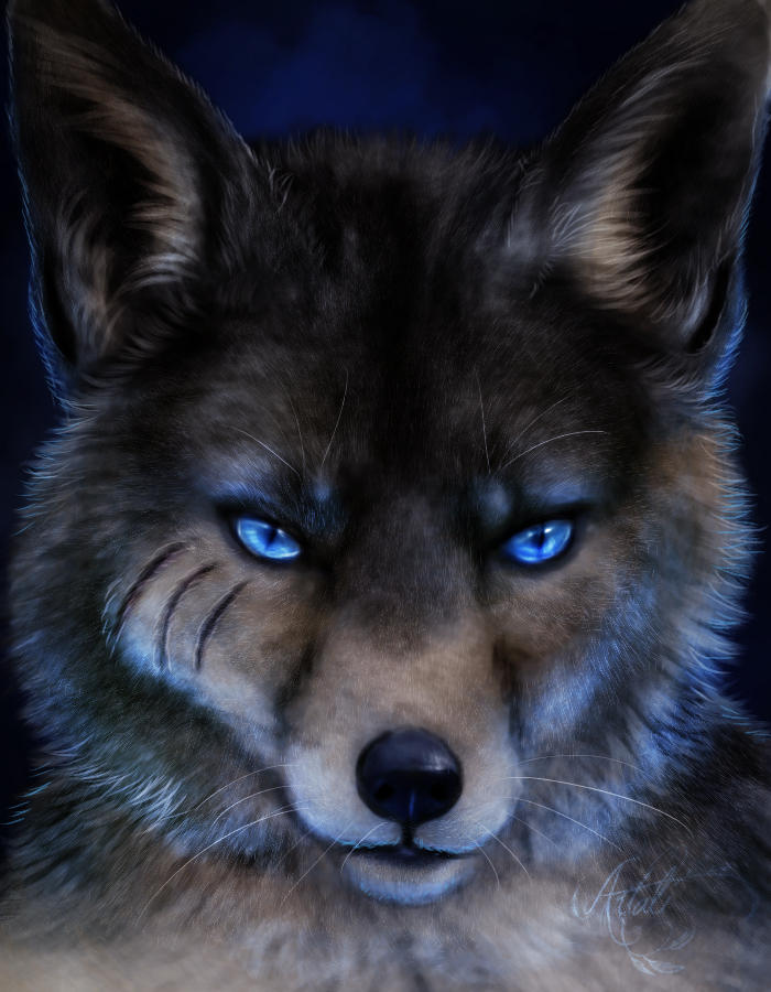 Kole - CM by Artali-Artist