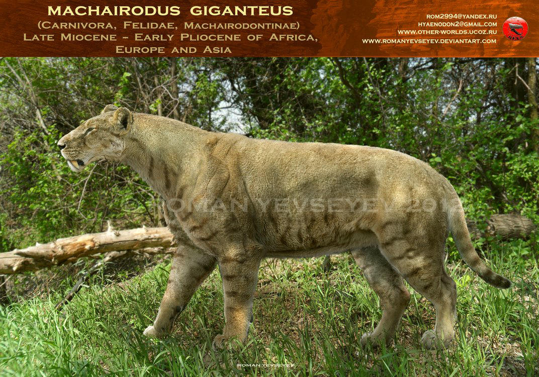 Machairodus giganteus by RomanYevseyev