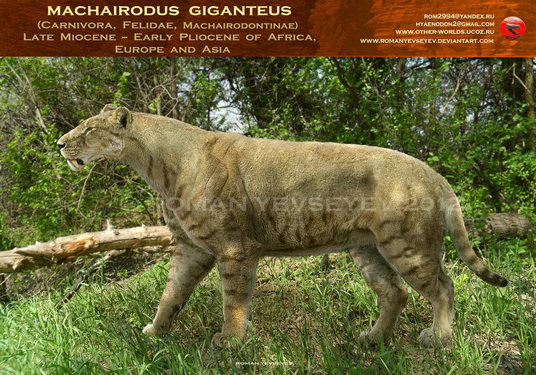Machairodus giganteus by RomanYevseyev