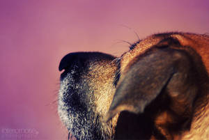 animals perspective I by interiornoise animals perspective I by interiornoise