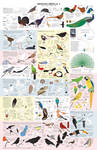 Drawing Birds part 3 by Majnouna