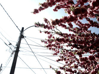 La vie en rose II by strangeface