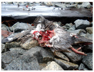 Poor little bird by strangeface