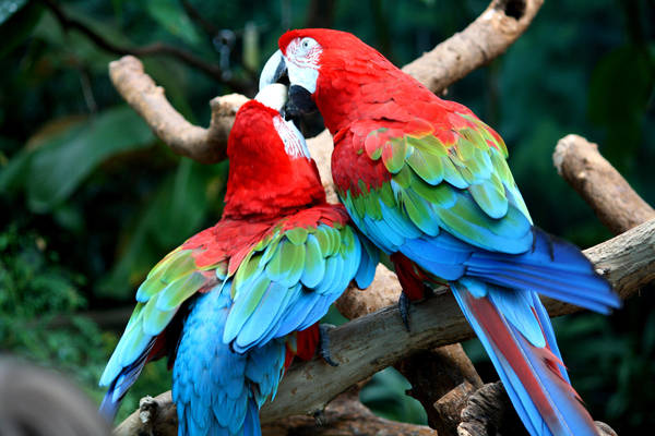 Green Wing Macaws by MegMarcinkus