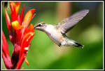 Hummingbird 2 by MegMarcinkus