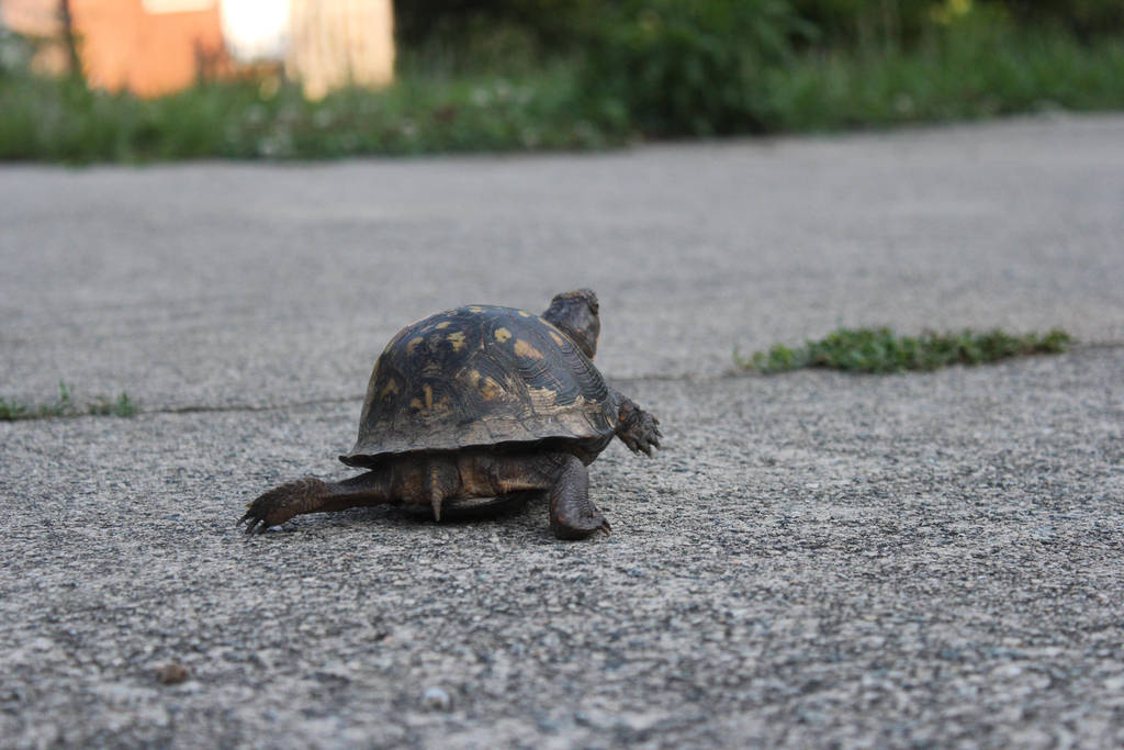 Eastern Box Turtle 5 by Irie-Stock