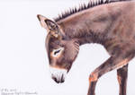 Donkey (colour pencils) by Sillageuse