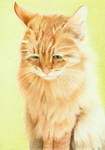Commission: Cat (color pencils) by Sillageuse
