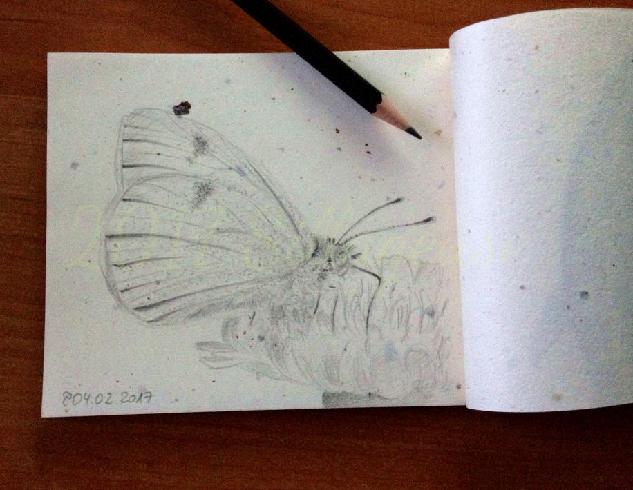 2017-02-04 Canary Islands Large White by Sillageuse