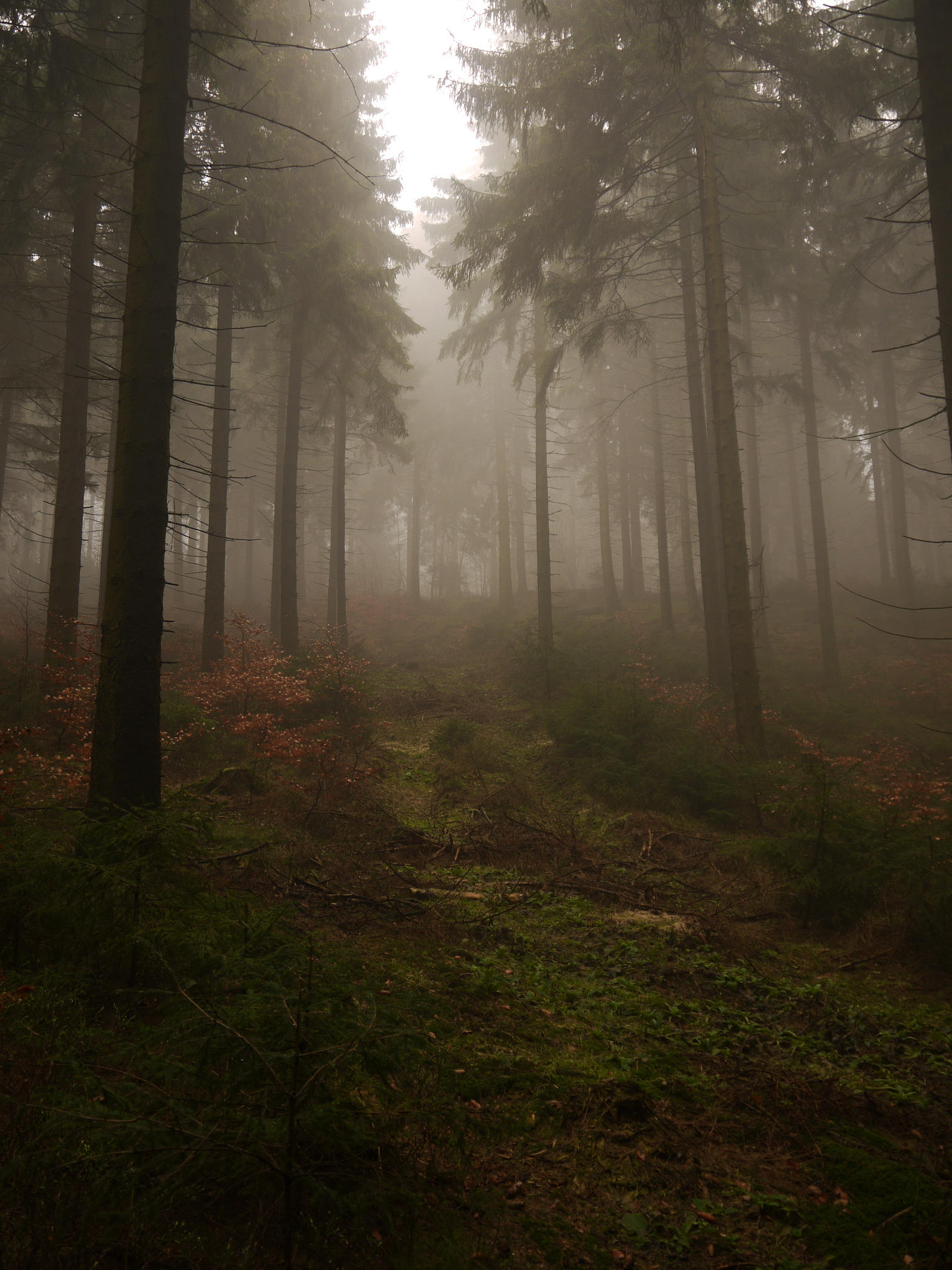A morning in Lothlorien 40 by Dragoroth-stock