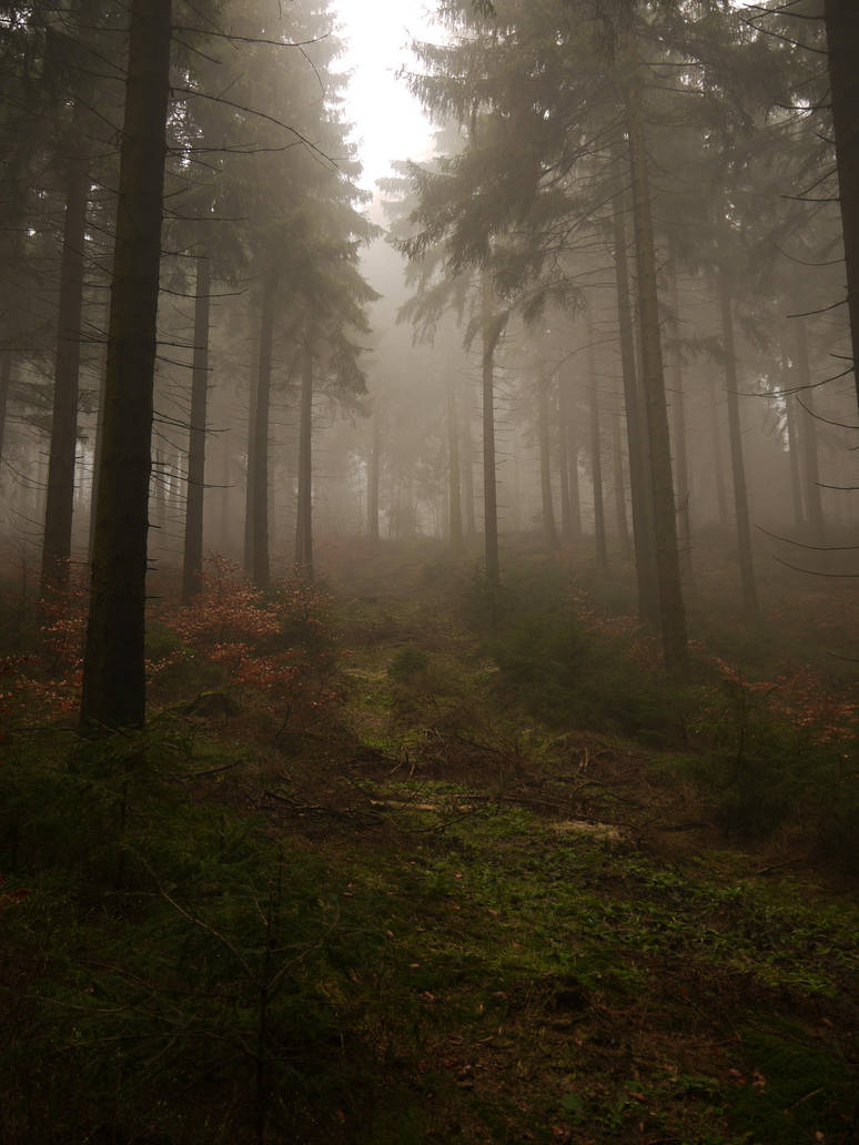A morning in Lothlorien 40 by Dragoroth-stock