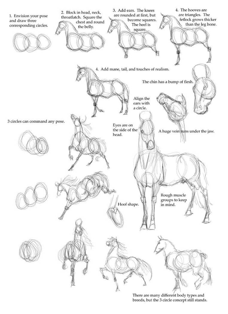 Horse Tutorial by Droemar