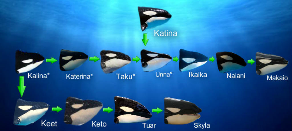 Katina Family Tree by Orca2013