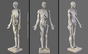 Ecorche by EtherealProject on DeviantArt