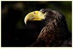 Steller's Sea Eagle by rgphoto777