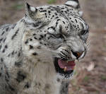 snow leopard by aremid