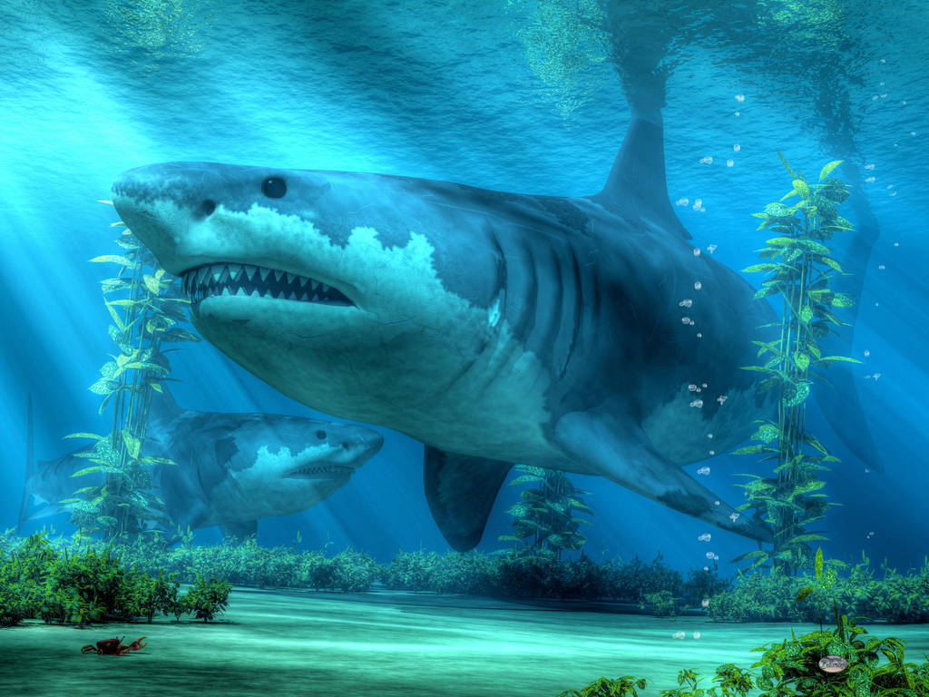 The Biggest Shark by deskridge