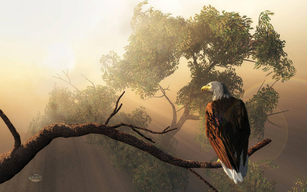 Eagle Dawn by deskridge