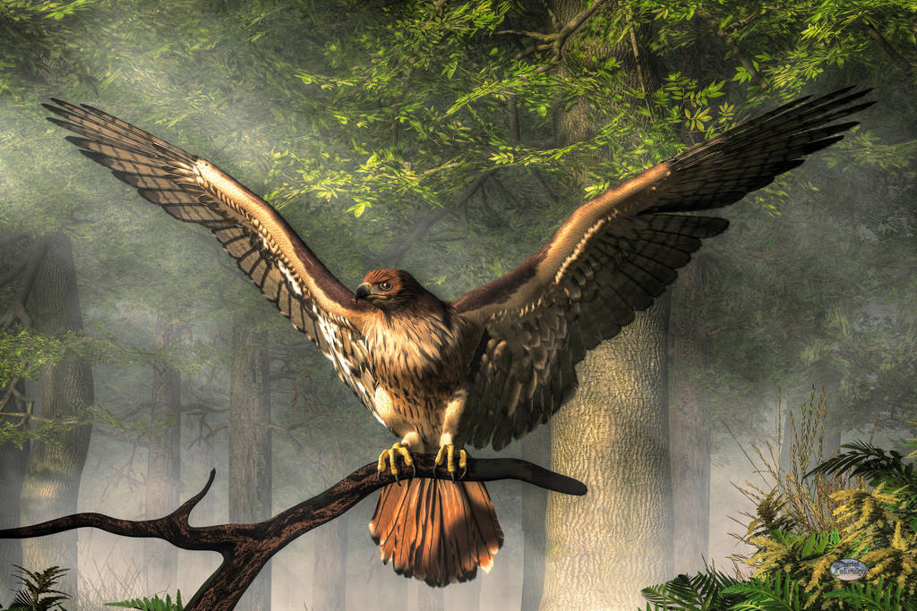 Red Tailed Hawk by deskridge on DeviantArt