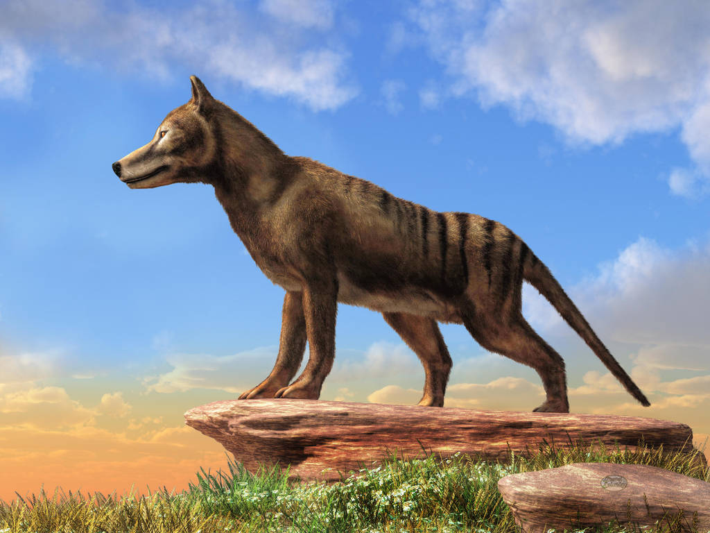 Thylacine by deskridge on DeviantArt