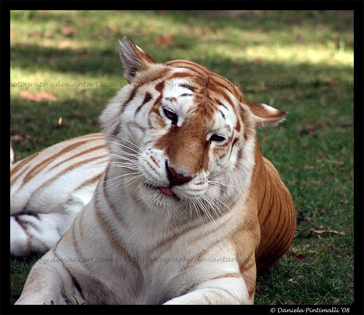 Pondering Tigress by TVD-Photography