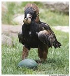 Black Breasted Buzzard by TVD-Photography