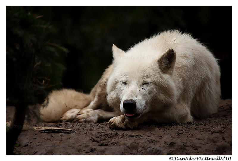Happy Arctic Wolf by TVD-Photography