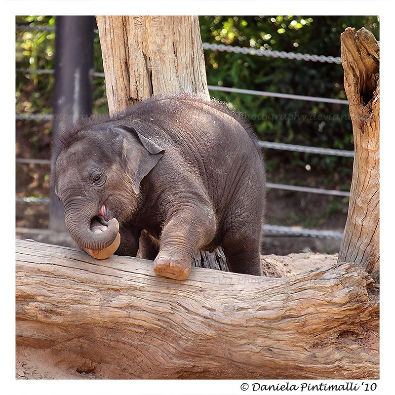 Baby Elephant: Looking Cute II by TVD-Photography