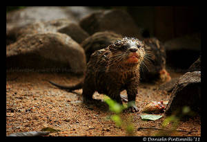 Baby Otter II by TVD-Photography Baby Otter II by TVD-Photography