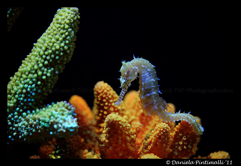 Seahorse II by TVD-Photography