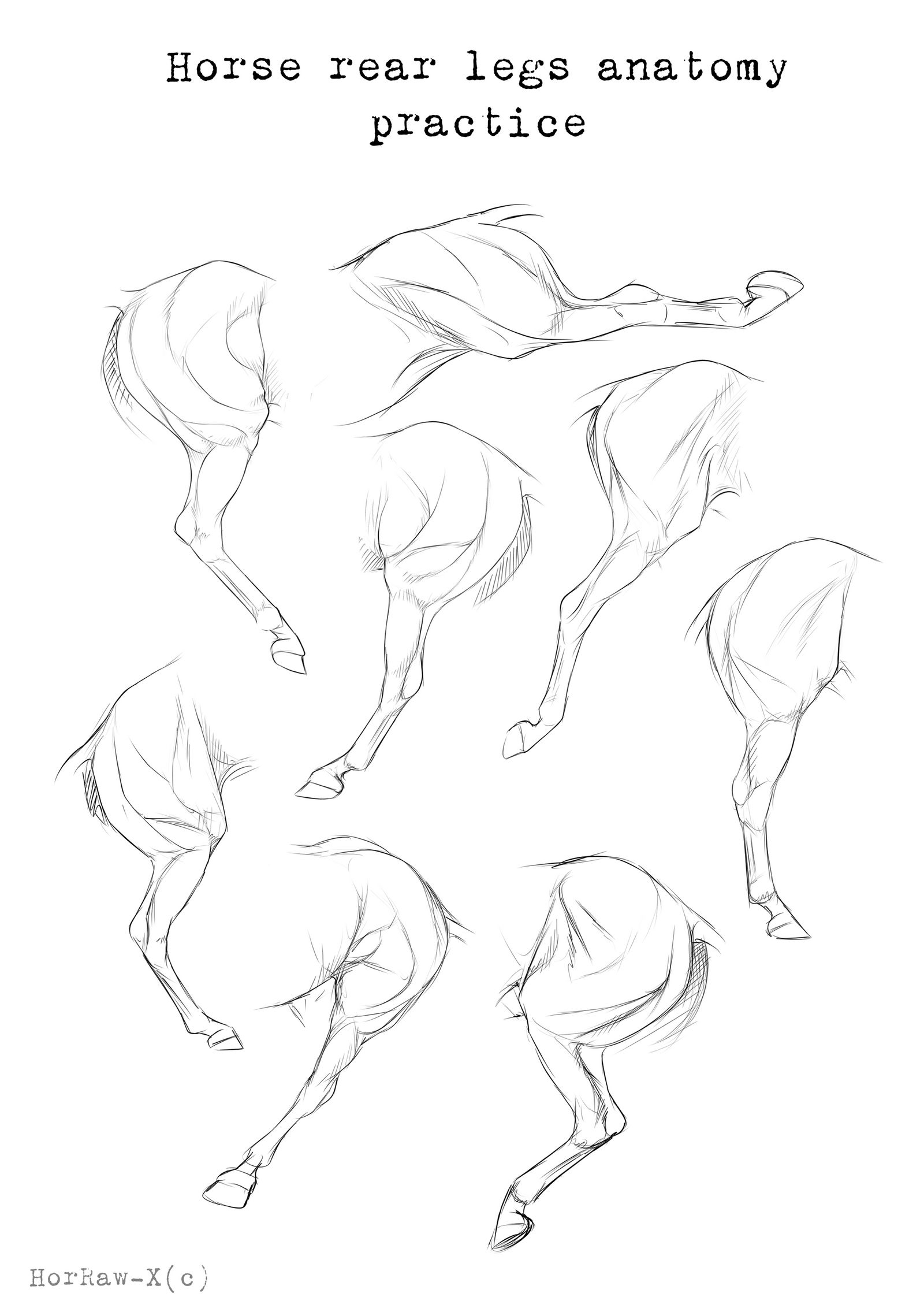 Rear legs |Anatomy practice| by HorRaw-X