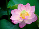 Lotus by Nevma
