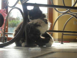 Malo the little kitten by Niutellat