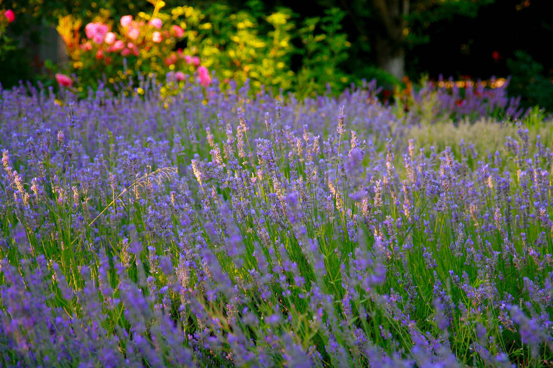 Lavender Field Stock by Moonchilde-Stock