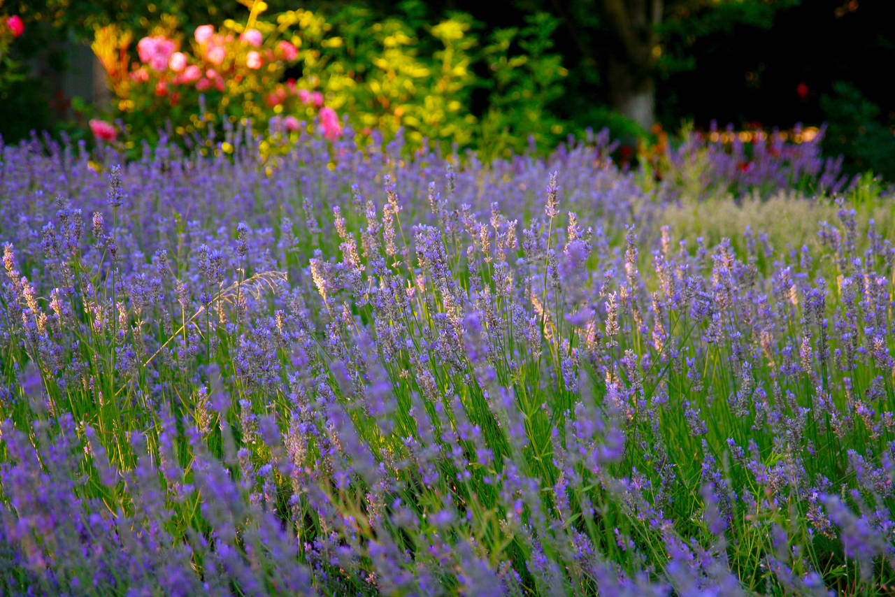 Lavender Field Stock by Moonchilde-Stock