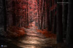 illuminated path by cpphoto