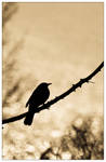 Birdie by Inuviel