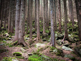 mystery wood by Mirrelley