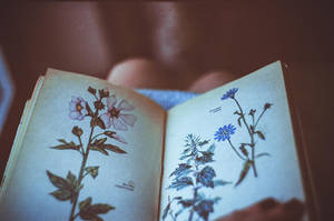 flowers by Mirrelley