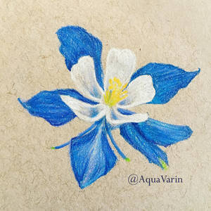 Columbine flower by AquaVarin Columbine flower by AquaVarin