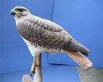 Red Tailed Hawk by Bagheera3