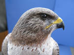 Red Tailed Hawk 3 by Bagheera3