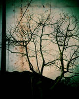 Autumn leaves by andre-supersampler