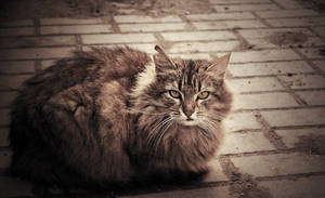 Someone left me by Kotomarii