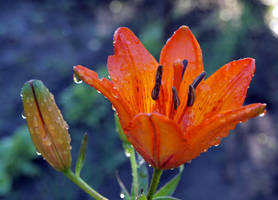 Raindrop by Kotomarii