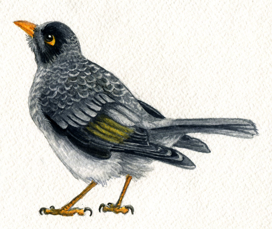 Noisy Miner by twapa